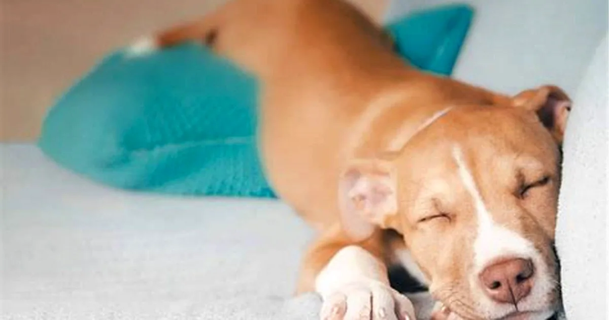 A dog lying down looking unwell, illustrating that Tylenol is toxic to dogs and a poisoning emergency